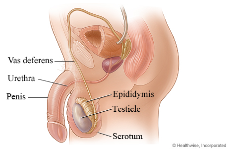 Scrotal ultrasound at UKSONO